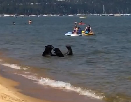 Virales Video „Bärenfamilie beim Baden am Lake Tahoe“