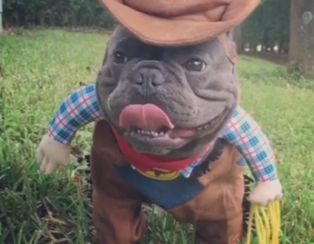 Virales Video „Wenn ein Hund einen auf Cowboy macht“