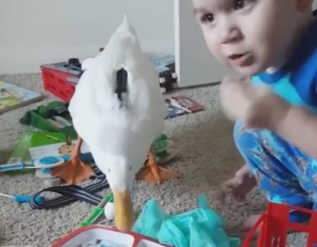 Virales Video „Aufgewachsen mit einer Ente“