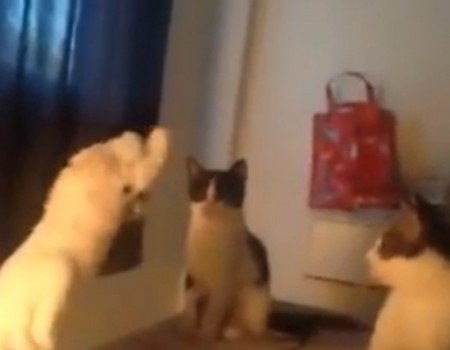 Virales Video „Ein Kakadu unter Katzen“
