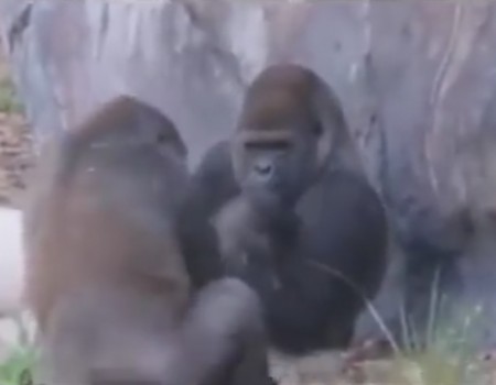 Virales Video „Gorillas interpretieren Mittelfinger“