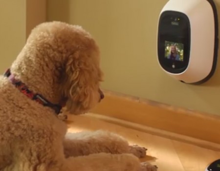 Virales Video „Mit dem eigenen Haustier telefonieren durch Petzchat“