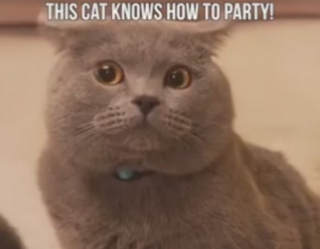 Virales Video „Katzen machen Schabernack“