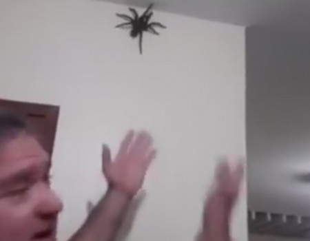Virales Video „Wilde Spinne mal eben in der Wohnung“