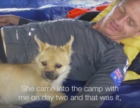 Virales Video „Streunender Hund folgt Extremläufer 125 Kilometer“