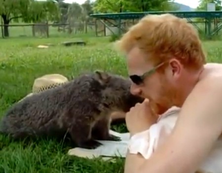 Virales Video „Wildes Wombat besucht zwei Liebende beim Picknick“