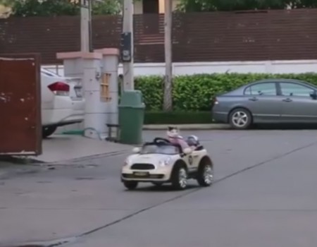Virales Video „Katze fährt Auto und parkt wie ein Weltmeister“