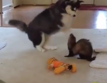 Virales Video „Husky-Baby und Frettchen sind allerbeste Freunde“
