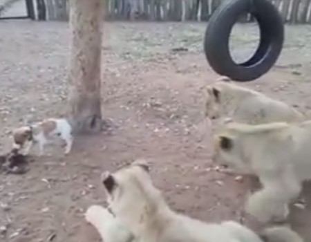 Virales Video „Kleiner Hund im Tigerkäfig ganz groß“