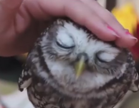 Virales Video „Owl You Need Is Love“