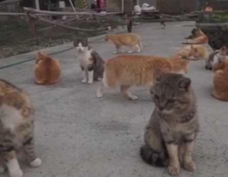 Virales Video „Cat Island“