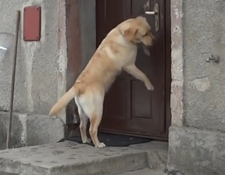 Virales Video „Hund klingelt an der Türklingel“