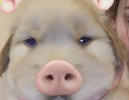 Virales Video „Hund benutzt Snapchat-Filter“