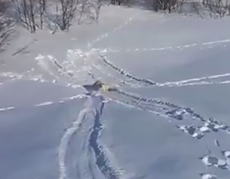 Virales Video „Hund rutscht bäuchlings den Schneehang hinab“