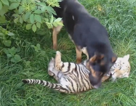 Virales Video „Hund und Tiger sind beste Freunde“