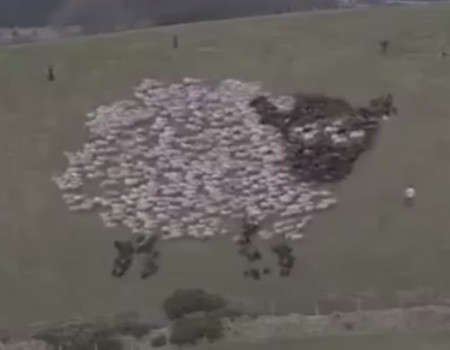 Virales Video „Kunst aus einer Schafherde kreieren“