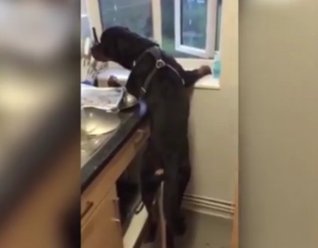 Virales Video „Awkward Place für diesen Hund“