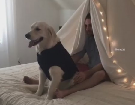 Virales Video „Trust Fall mit einem Hund spielen“