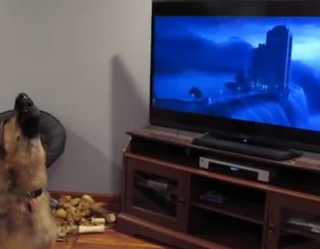 Virales Video „Kinderfilm Zootopia weckt in diesem Hund Urinstinkte“