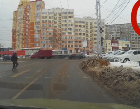 Virales Video „Hund hält sich an Verkehrsregeln“