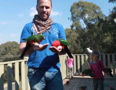 Virales Video „Wilde australische Papageien mit der Hand füttern“