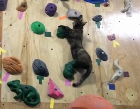 Virales Video „Katze an der Kletterwand“