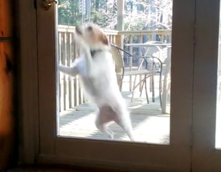 Virales Video „Hund schließt Türe hinter sich“