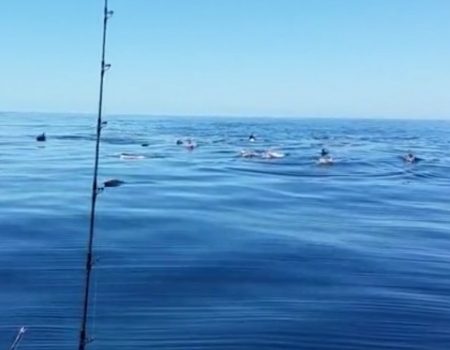 Virales Video „Delfinsichtungen in Neuseeland“