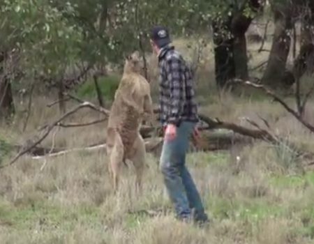 Virales Video „Mann rettet seinen Hund vor einem Känguru“