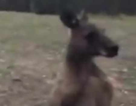 Virales Video „Känguru ohne jegliches Verständnis für Glas“