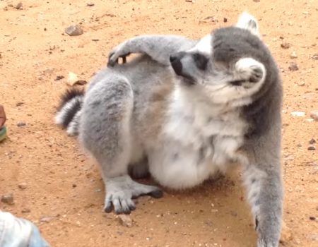 Virales Video „Lemur will unbedingt gekrault werden“