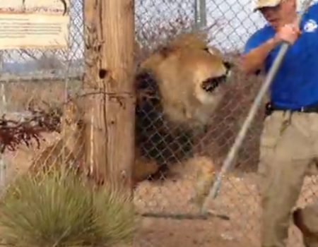 Virales Video „Löwe erschreckt Mann“