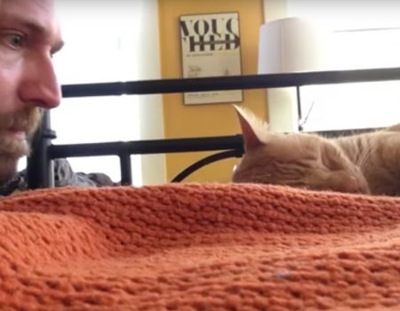 Virales Video „Mann rächt sich an Katze für nächtliches Miauen“