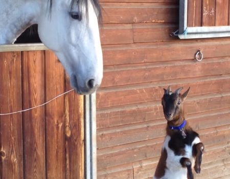 Virales Video „Pferd und Ziegenbock sind beste Freunde“