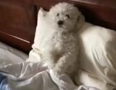 Virales Video „Mein Hund denkt er ist ein Mensch“