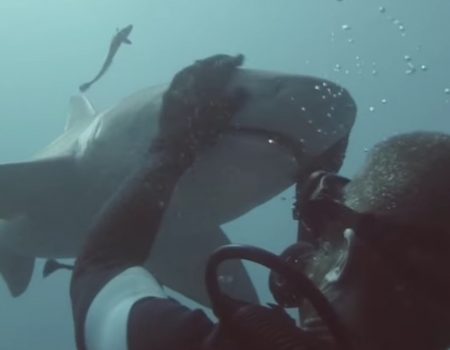 Virales Video „Mit Haien auf Tuchfühlung gehen“
