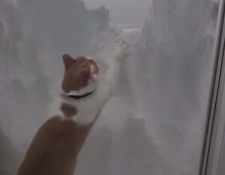 Virales Video „Katze Rüdiger ist auch bekannt als «Snow Patrol»“