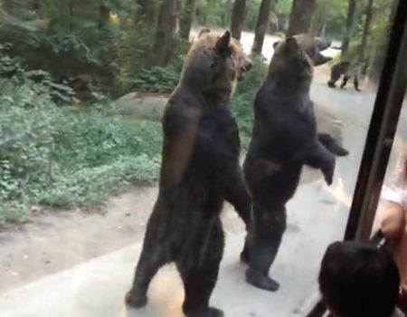 Virales Video „Stehende Wildbären unterhalten Touristen in Kanada“