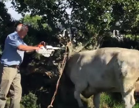 Virales Video „Bauer rettet seine Kuh aus einer prekären Situation mit einem Baum mithilfe einer Kettensäge“