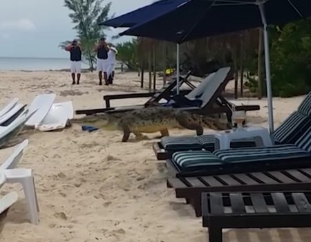Virales Video „Freilaufendes Krokodil am Strand an der Playas en Cozumel, Quintana Roo in Mexiko“