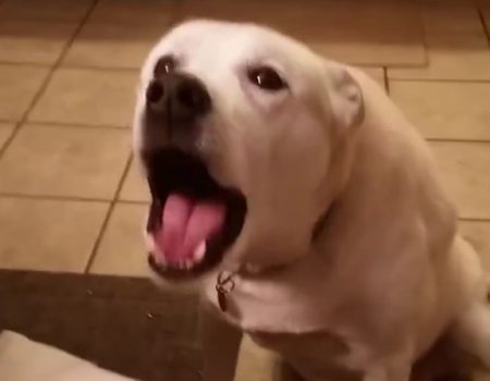 Virales Video „Sprechender Hund in aussagekräftiger Konversation verstrickt“