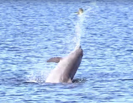 Virales Video „Delphin wirft vor Davis Island sein Fischfutter 13 Mal in die Luft“