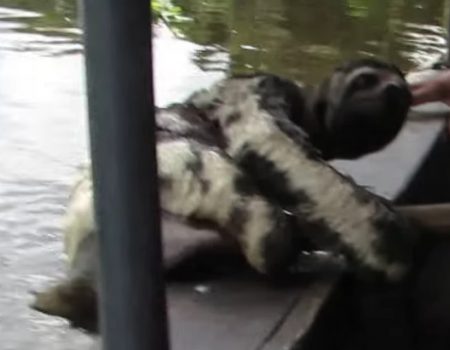 Virales Video „Urlauber bekommen ein wenig Gesellschaft beim Überqueren eines Flusses“