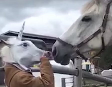 Virales Video „Pferd peinlich berührt nach tierischer Maskerade“