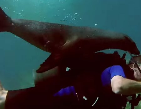 Virales Video „Seelöwe verfolgt Taucher in den Gewässern von Los Islotes, Sea of Cortez, Mexico“