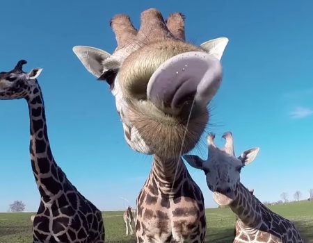 Virales Video „Zungige Angelegenheit bei einem Zoobesuch vor dem Giraffen-Gehege“