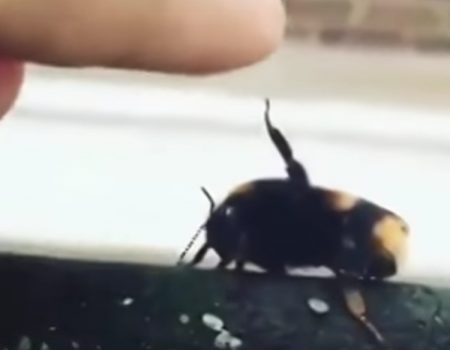 Virales Video „Biene gibt diesem Jungen im Garten ein echtes High-Five wie unter Freunden“