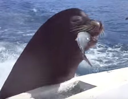 Virales Video „Seelöwe bettelt an einem Boot in Mexiko ziemlich niedlich bei einem Paar nach Fischfutter“