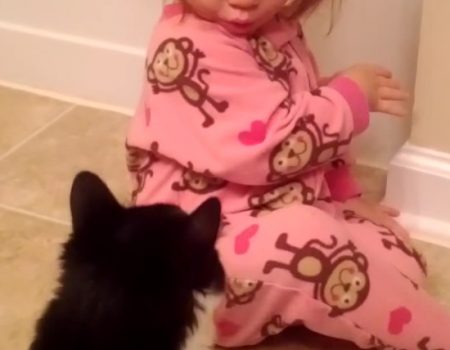 Virales Video „Katze mit Temperament zeigt diesem jungen Mädchen wer der Herr im Haus ist“
