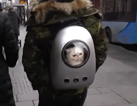 Virales Video „Katzen-Rucksack aka Catpack im Stadtzentrum von Nottingham im Einsatz“